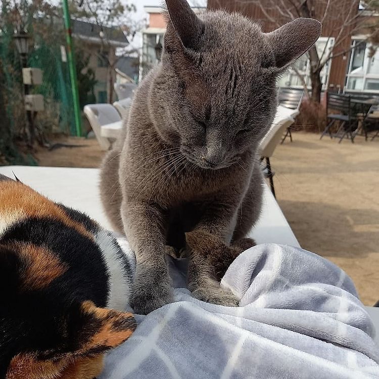 cat lover garden - kneading on blanket
