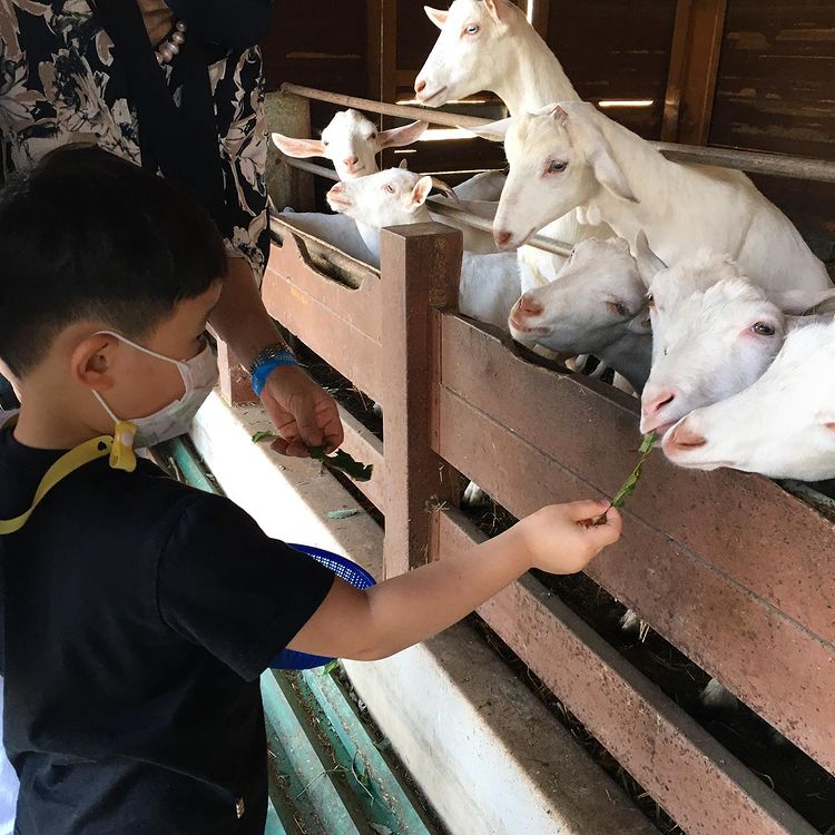imsil cheese theme park - goats 1
