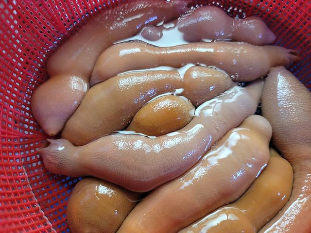 Weirdest Korean foods - Live spoon worms or gaebul