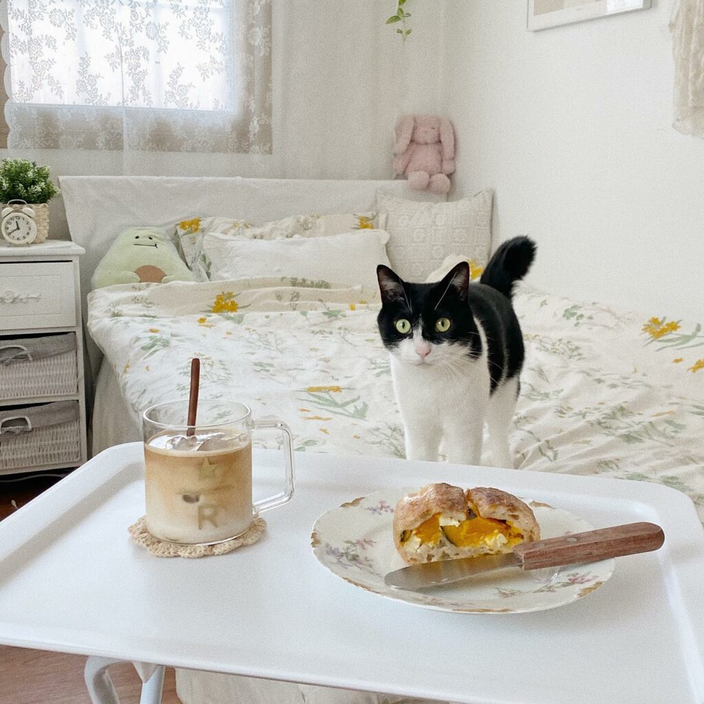 Aesthetic Korean vloggers - HYONYEO's cat