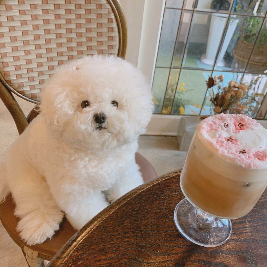 Cherry blossom cafes in Korea - Yeonnam-dong cherry blossom house pet-friendly