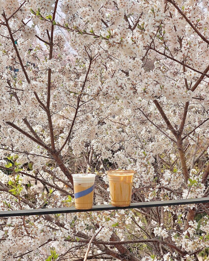 Cherry blossom cafes in Korea - cafe arc signature drinks