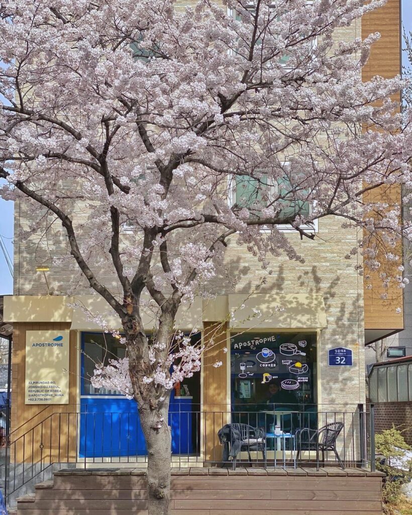 Cherry blossom cafes in Korea - apostrophe cafe cherry blossoms