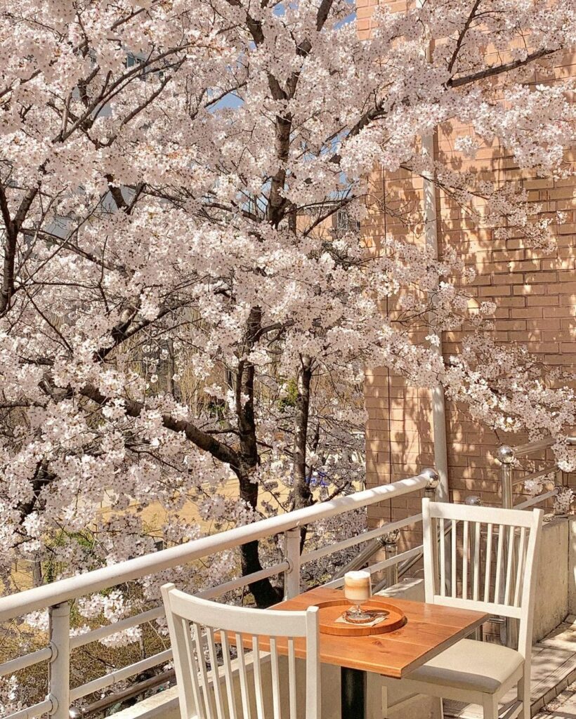 Cherry blossom cafes in Korea - Yeonnam-song cherry blossom house pretty seats