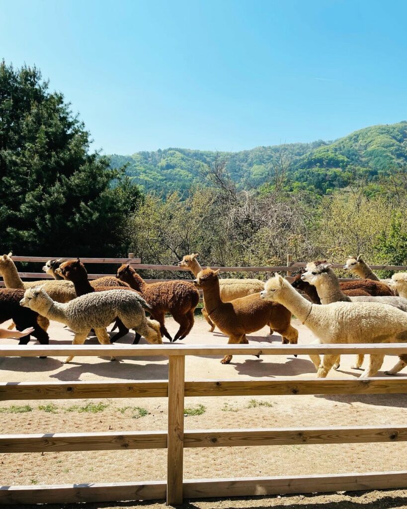 Alpaca World - running alpacas
