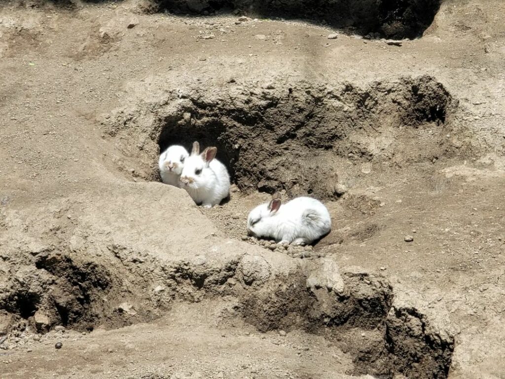Alpaca World - Rabbits