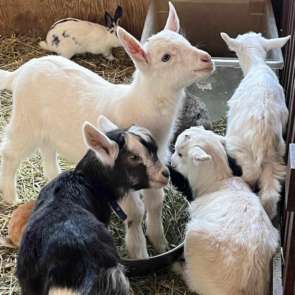 Motorang Goat Farm - baby goats