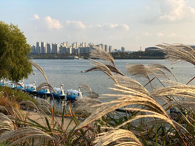 Picnic Seoul - duck boats at Ttukseom Hangang Park 