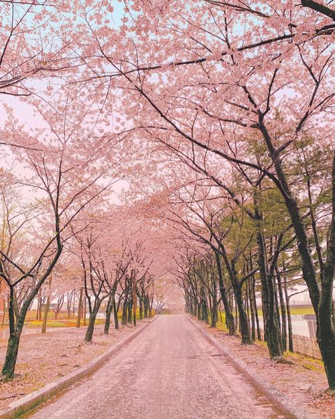 Picnic Seoul - cherry blossom at Seonyudo Park