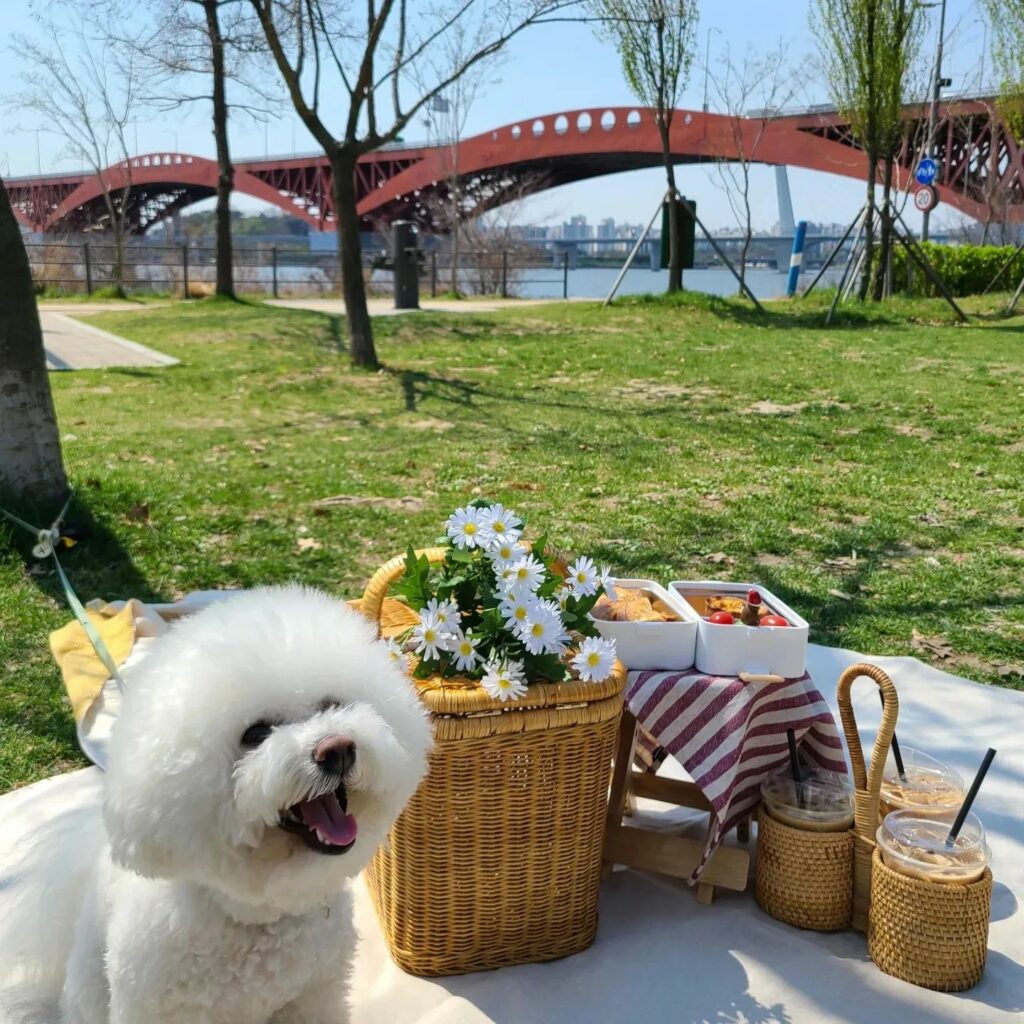 Picnic Seoul - picnic at Mangwon Hangang Park