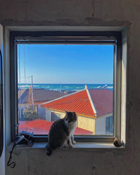Slowboat Atelier - cat lovers' paradise 