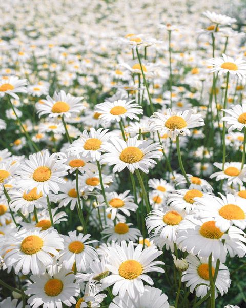 Mahogany Coffee - white petals of the daisies 