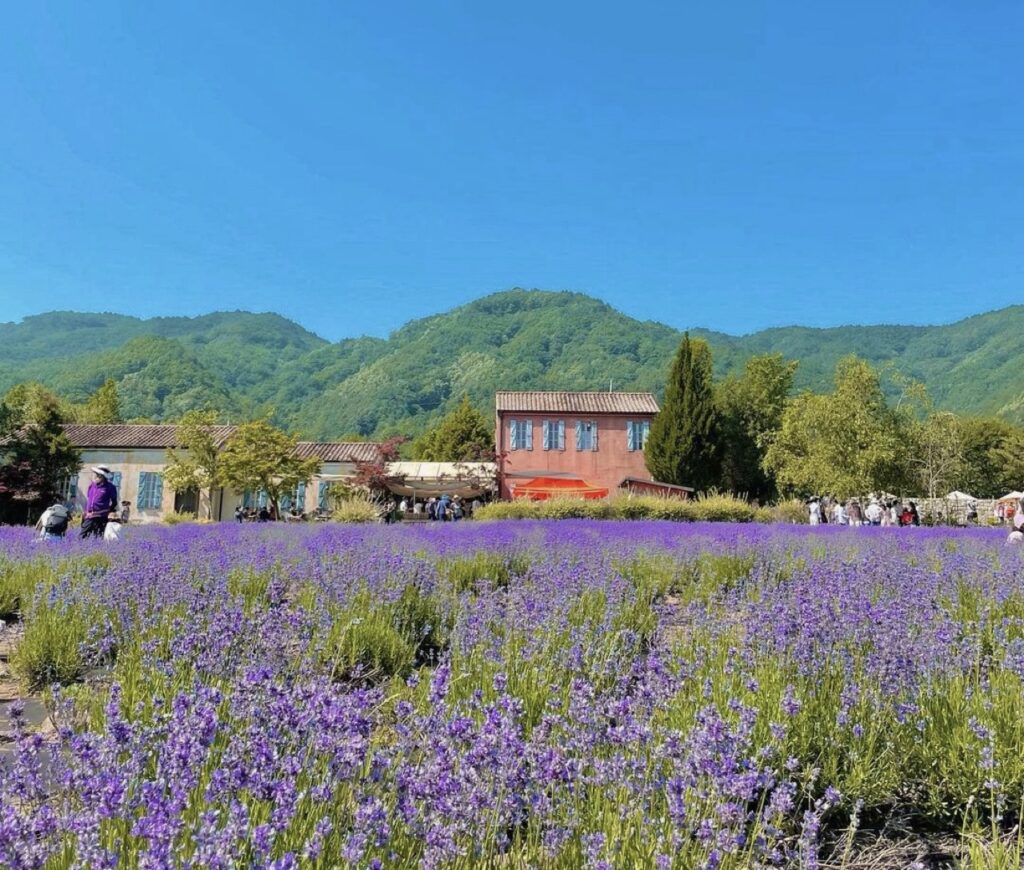 Korean satoori - Hani Lavender Farm in Gangwon-do