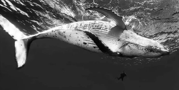 Extraordinary Attorney Woo - An enormous humpback whale shot by the amazing Chang Nam-on