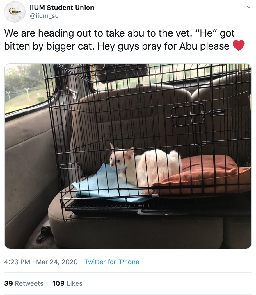 Cat sent to vet