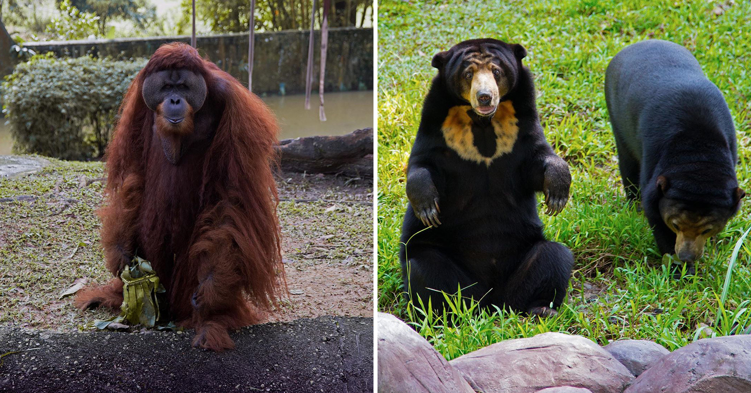 Orangutan & sun bear