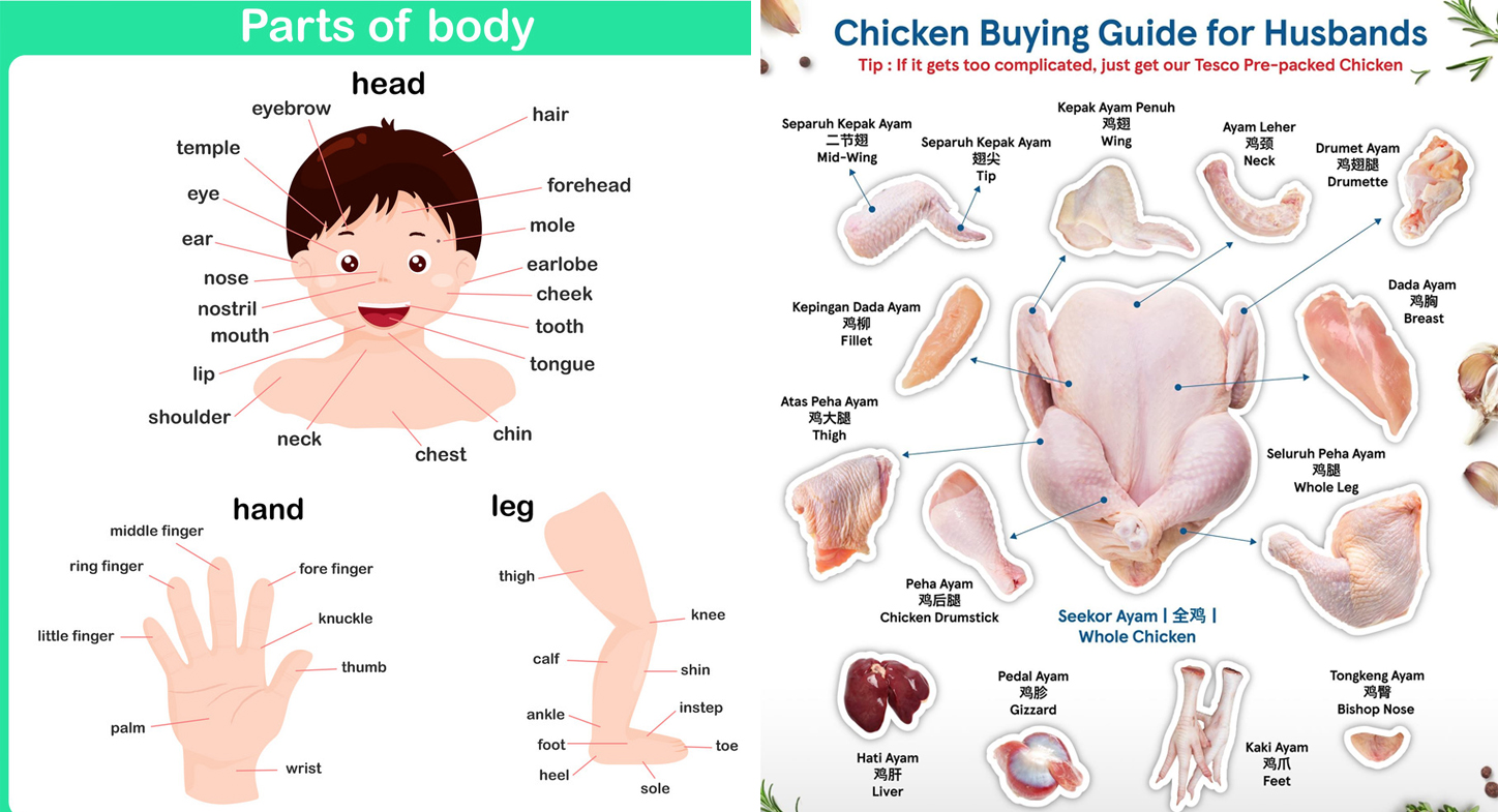 Body part or chicken guide