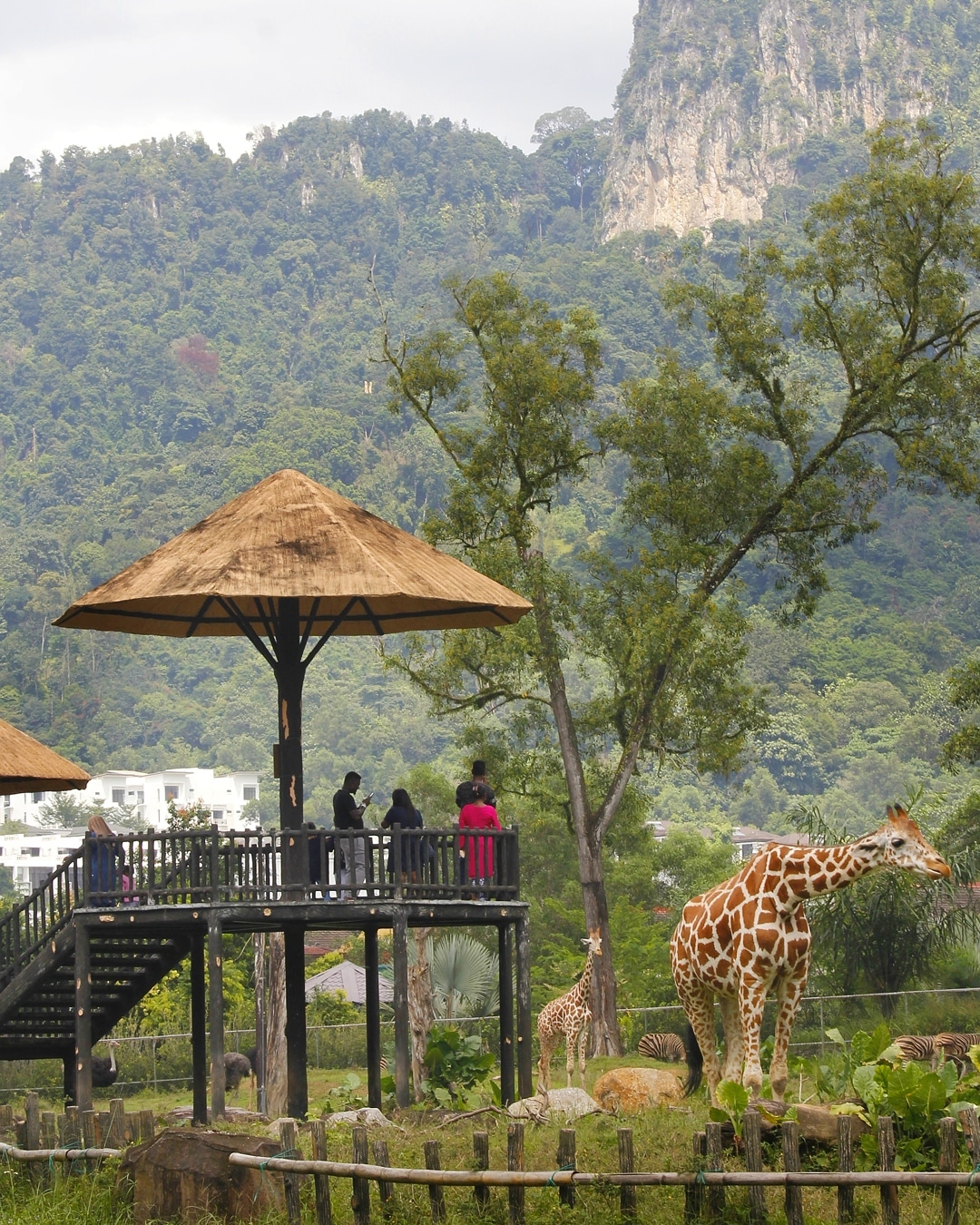 Zoo Negara giraffe enclosure
