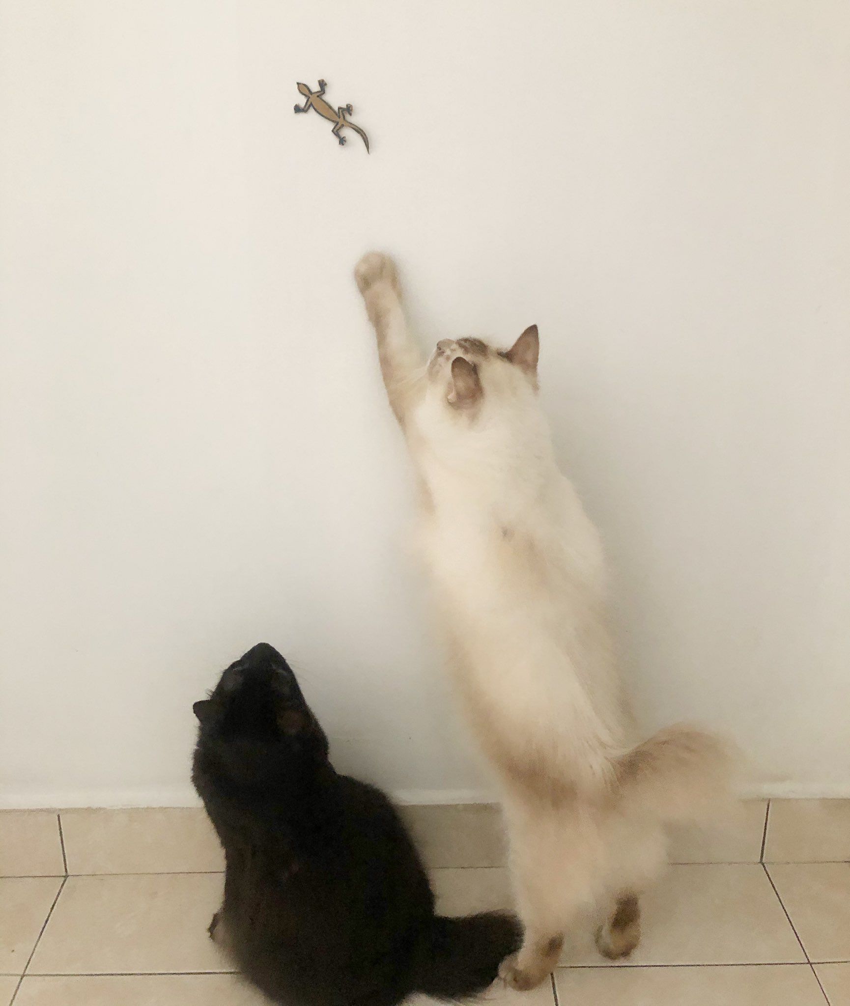 Cats trying to catch fake lizard (1)