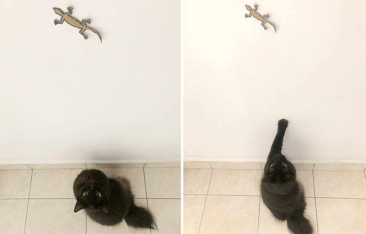 3-legged cat makes an attempt
