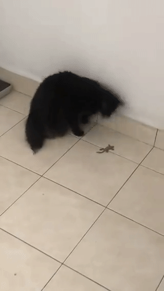 3-legged cat excited over fake lizard