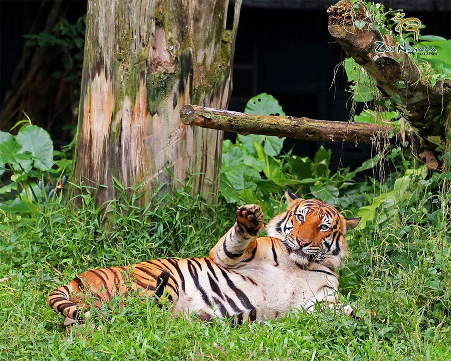 Malayan tiger at Zoo Negara
