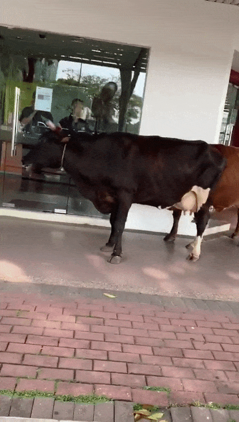 Social distancing cows at bank