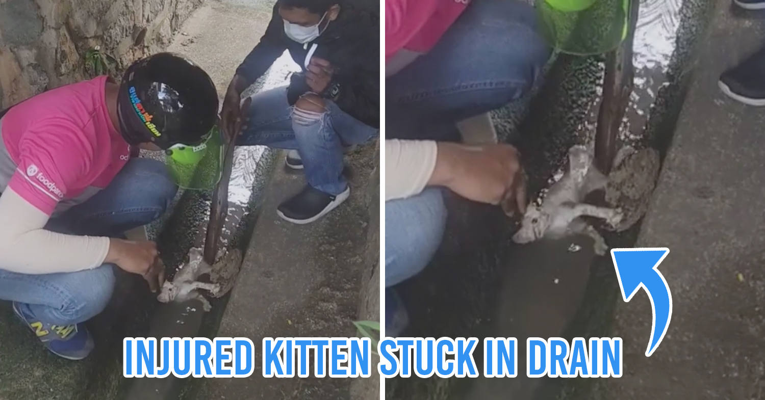 Delivery riders rescue kitten