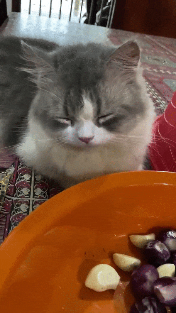 Cat crying over onions