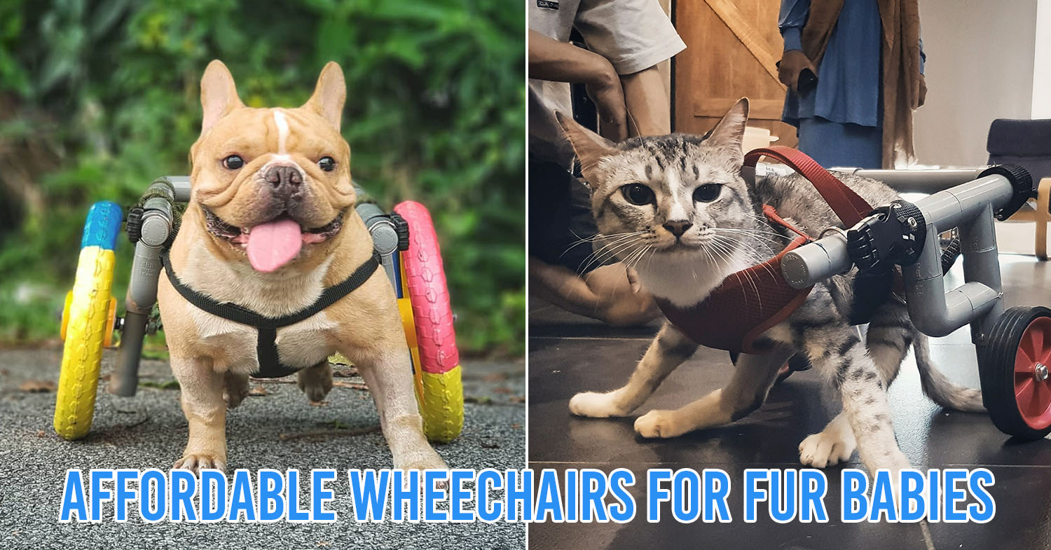 wheelchairs for pets