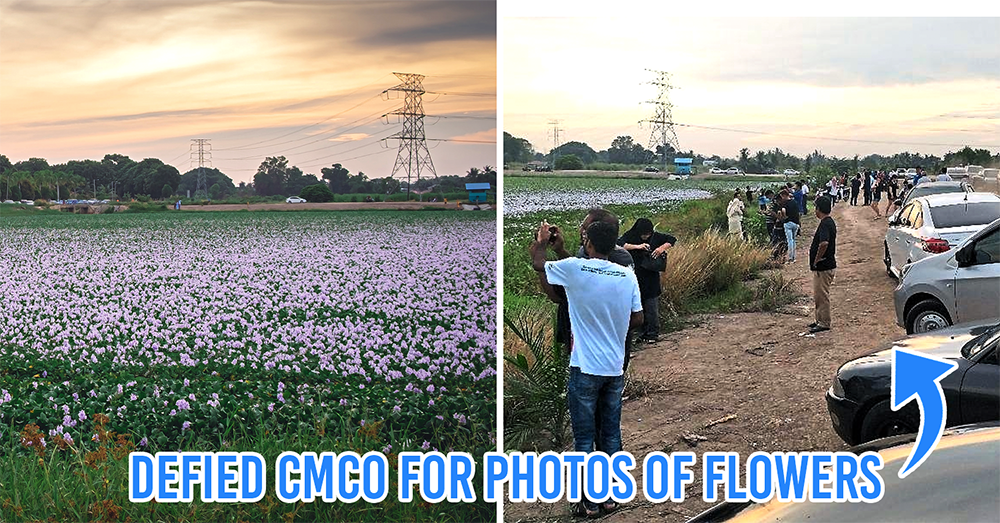 M'sians defy CMCO to visit flower-filled pond