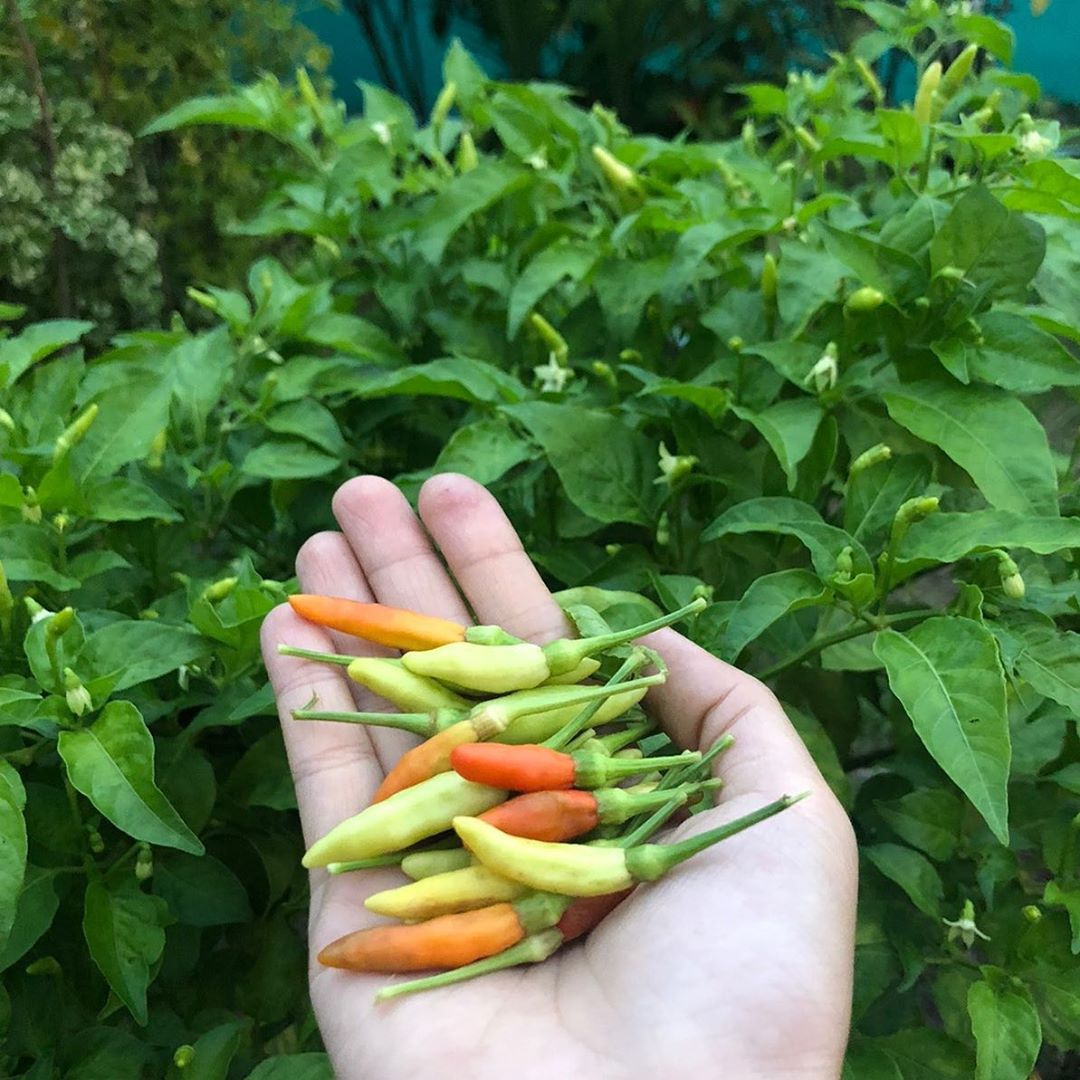 chillis in a hand