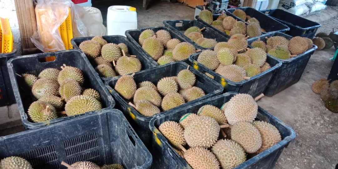 Tip Top Durian
