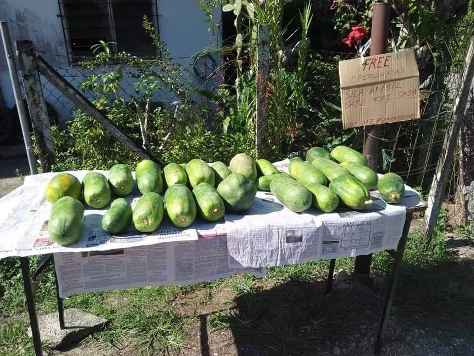 Free vegetables in Sabah