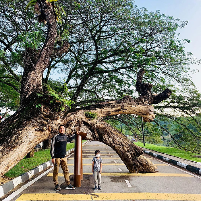 Slumping tree in Taiping, Perak