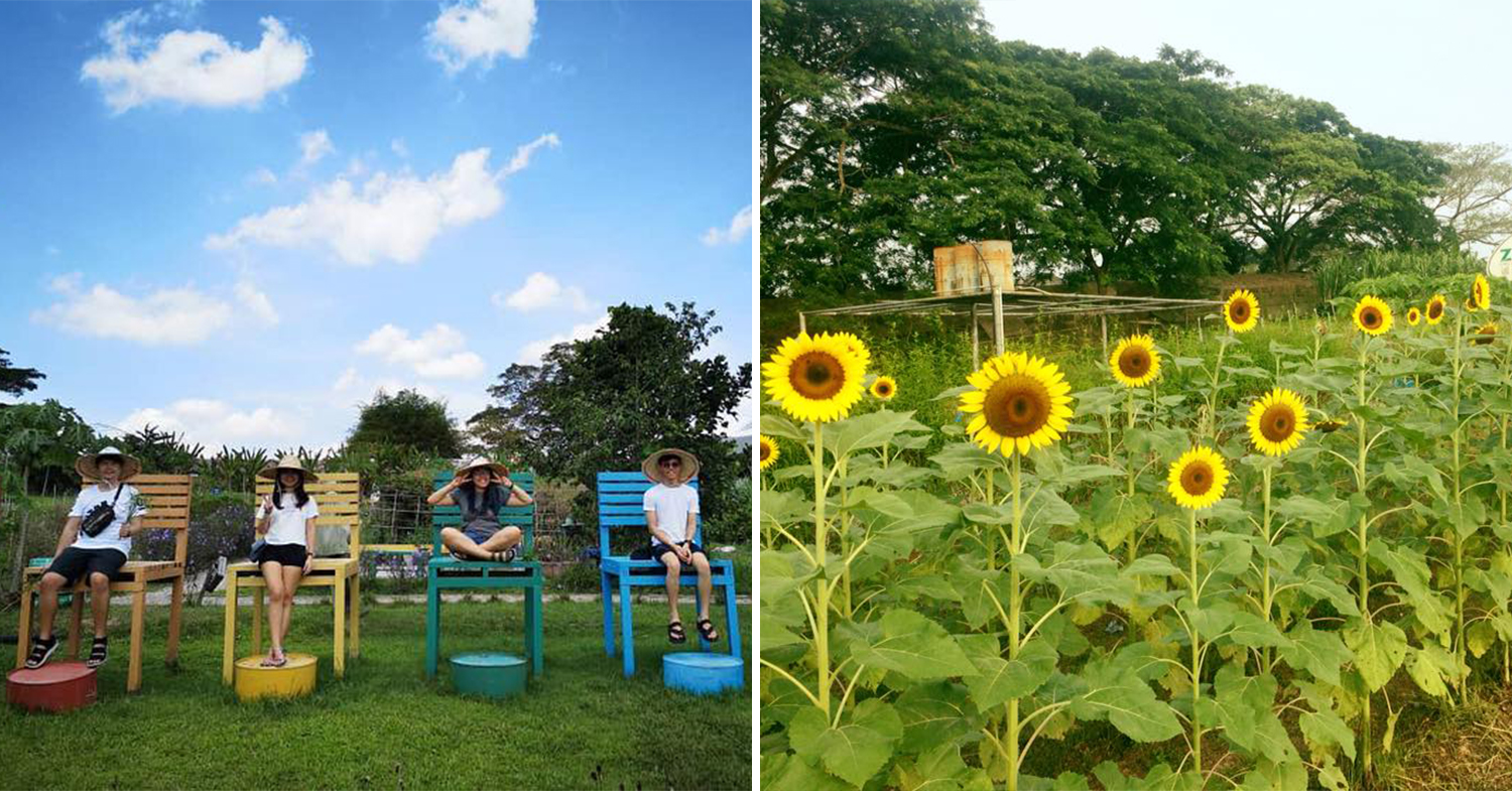 Things To Do Johor Bahru - Zenxin Organic Park photo spots