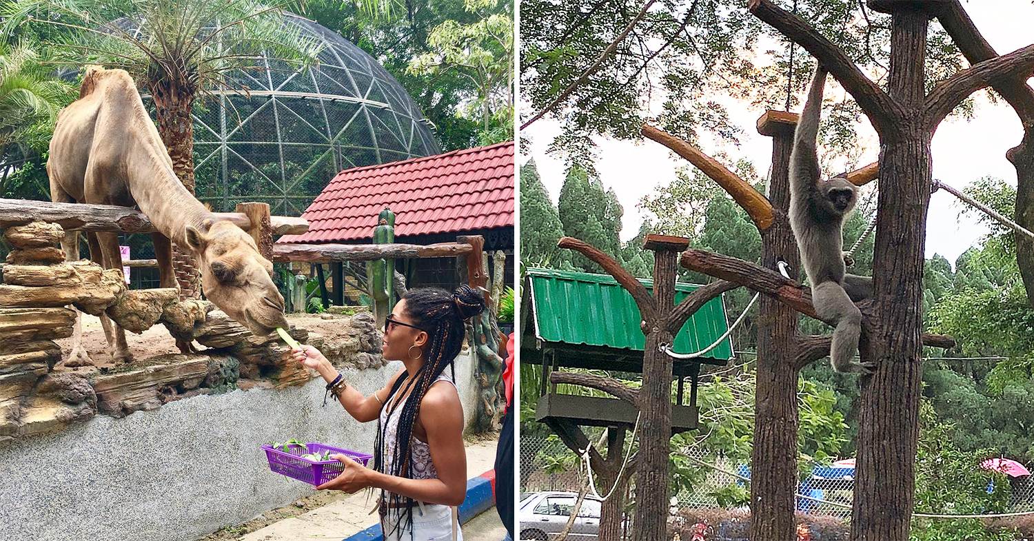 Things To Do Johor Bahru - Johor Zoo