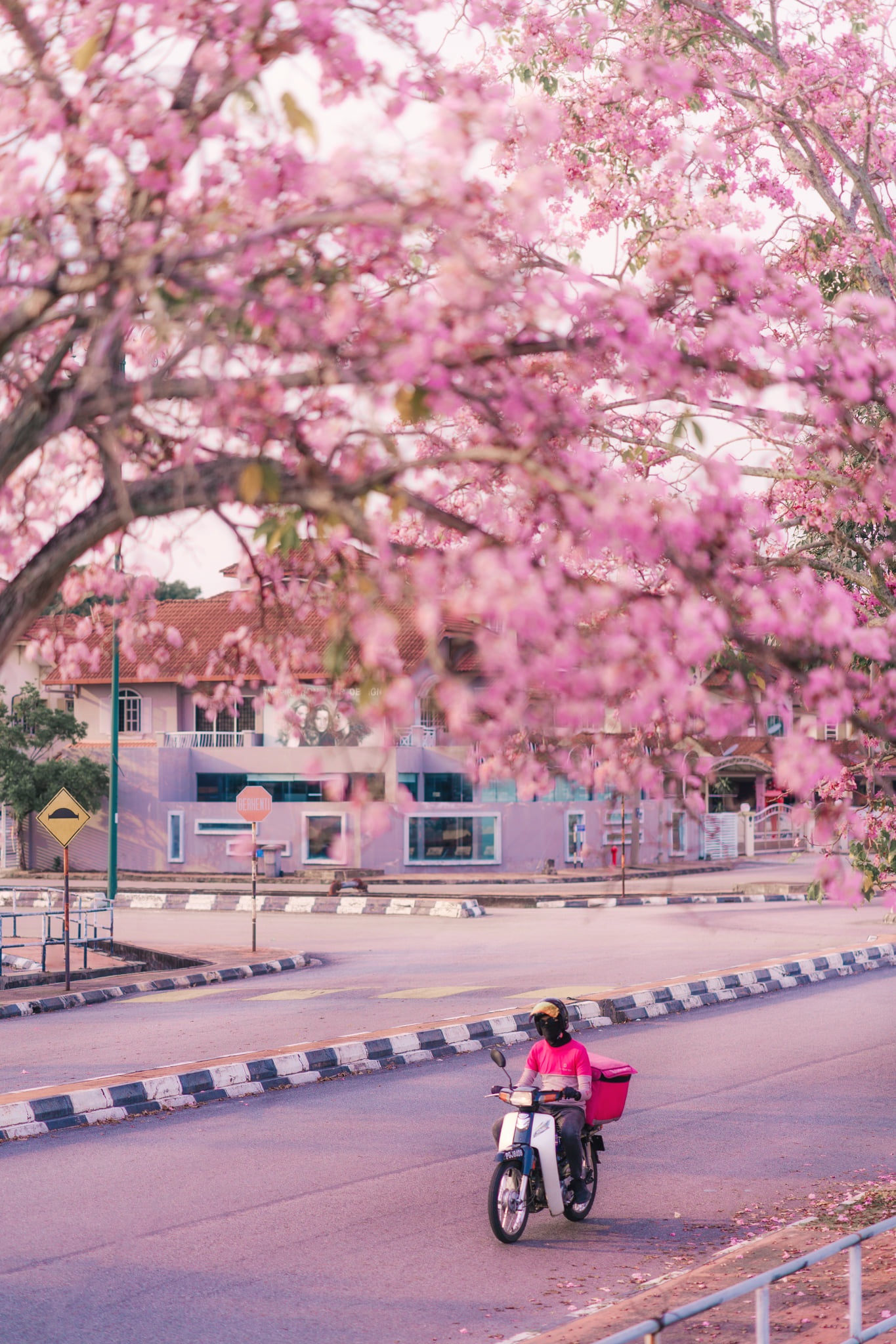 Tecoma Trees Blooming Around Malaysia Is Our Peak Sakura Season