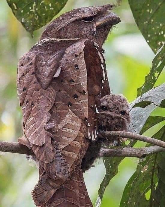Rare Dulit Frogmouth Bird With Frog-Like Gape Spotted In ...