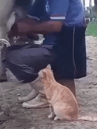 Orange cat taps man