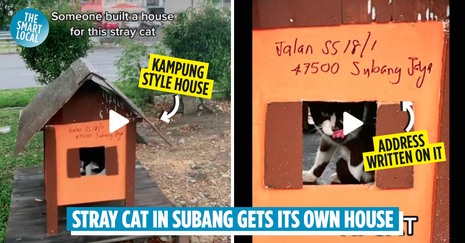 Stray Cat Meaning In Malaysia タイピン動物園にいた野良猫 Stray cat in Taiping Zoo