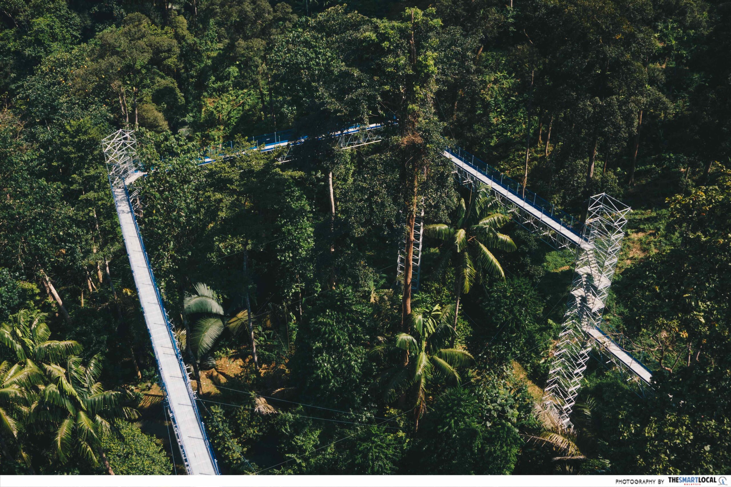 FOREST SKYWALK - panoramic view