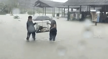Heartwarming stories - Cat rescue during flood