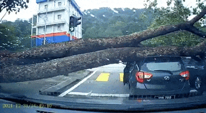 Roadside tree falling on car