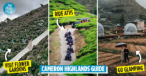 13 Things To Do In Cameron Highlands In 2022 Besides Just Visiting Tea Plantations This Weekend