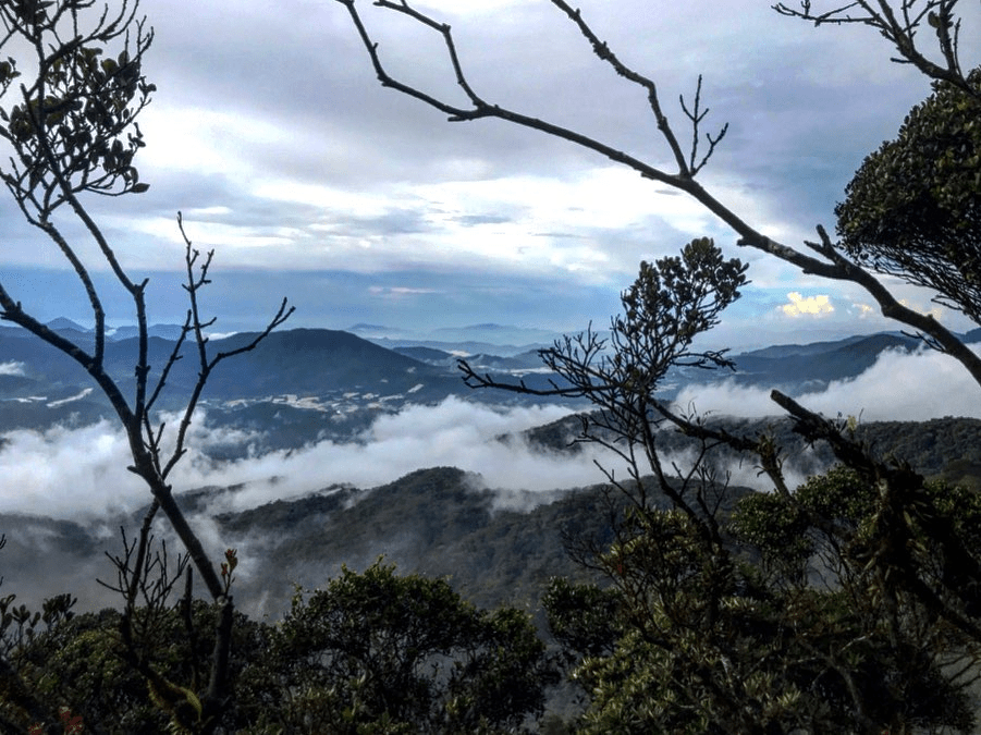 Things To Do in Cameron Highlands - mist