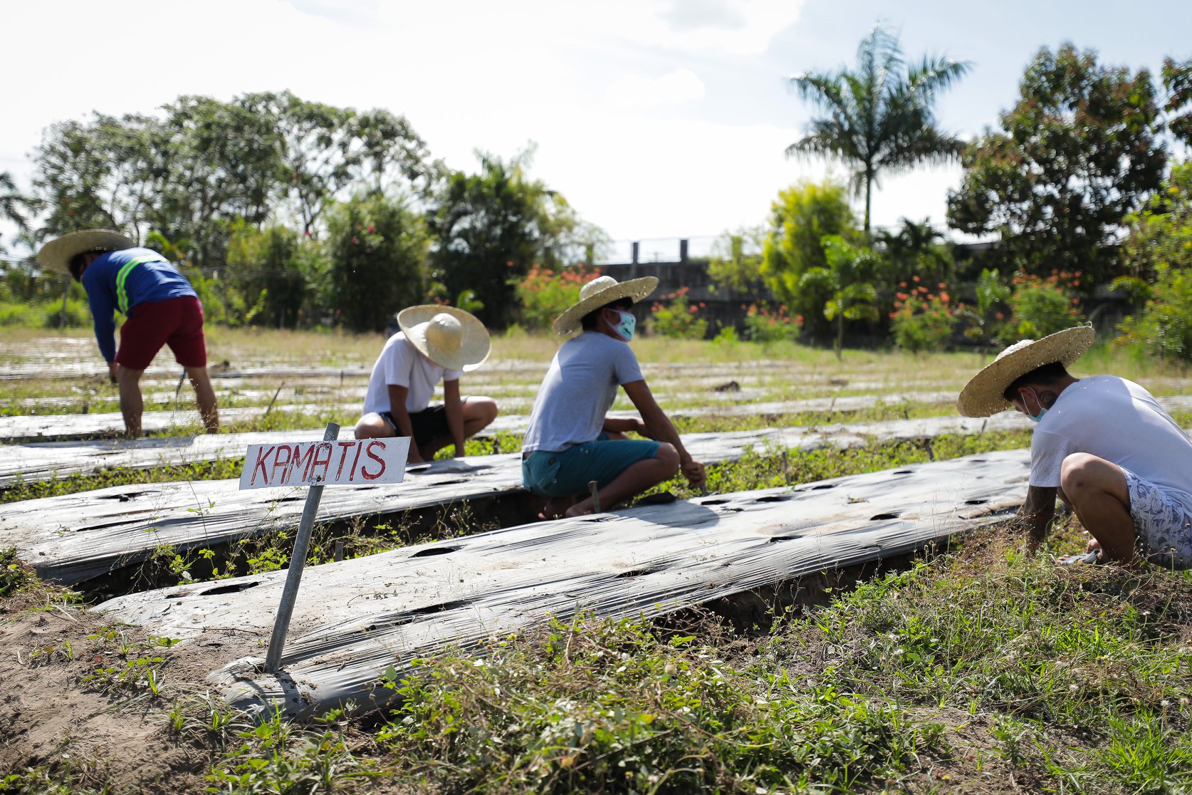 Quarantine violators in Pampanga planting seeds