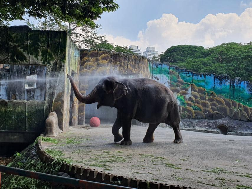 Manila Zoo reconstruction - Mali elephant
