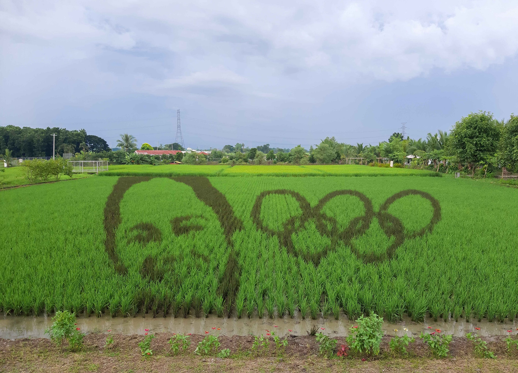 FutureRice Farm - Hidilyn Diaz Rice Paddy art
