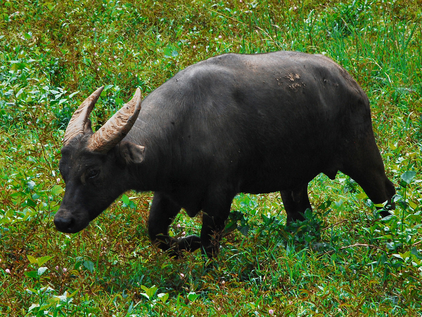 Only in Philippines - tamaraw